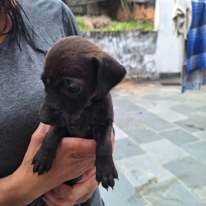 Cachorro ra a SRD-ViraLata idade 2 a 6 meses nome Sem nome 