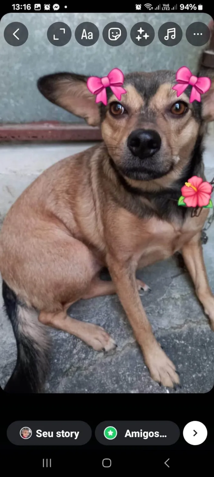 Cachorro ra a SRD-ViraLata idade 2 anos nome SOPHIE