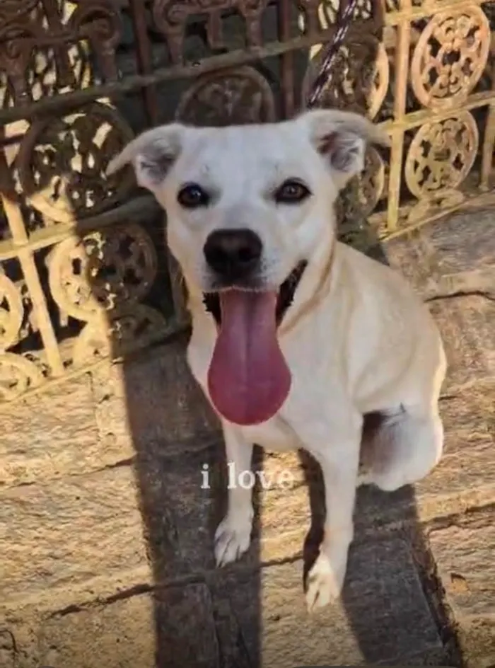 Cachorro ra a SRD-ViraLata idade 1 ano nome Floquinho 