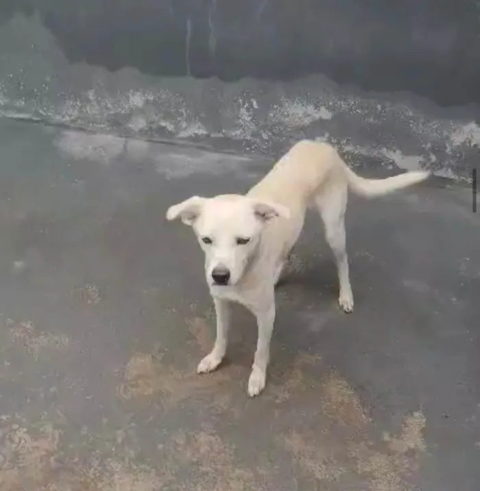 Cachorro ra a SRD-ViraLata idade 1 ano nome Floquinho 