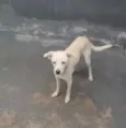 Floquinho