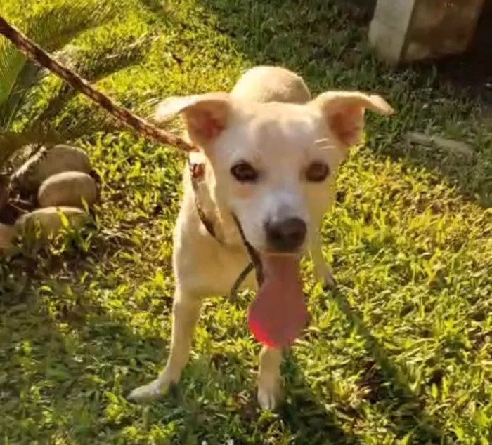 Cachorro ra a SRD-ViraLata idade 1 ano nome Floquinho 