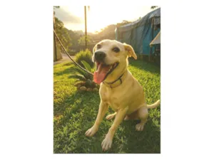 Cachorro raça SRD-ViraLata idade 1 ano nome Floquinho 