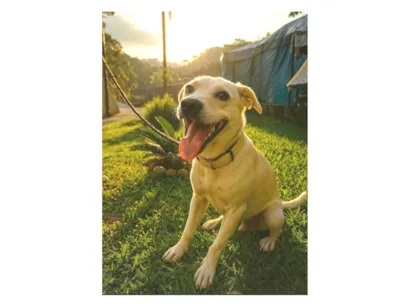 Cachorro raça SRD-ViraLata idade 1 ano nome Floquinho 