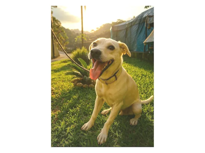 Cachorro ra a SRD-ViraLata idade 1 ano nome Floquinho 