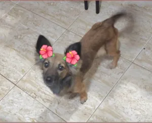 Cachorro raça SRD-ViraLata idade 2 anos nome RAPOSINHA