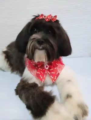 Cachorro raça Shitzu idade 7 a 11 meses nome MELANIE 