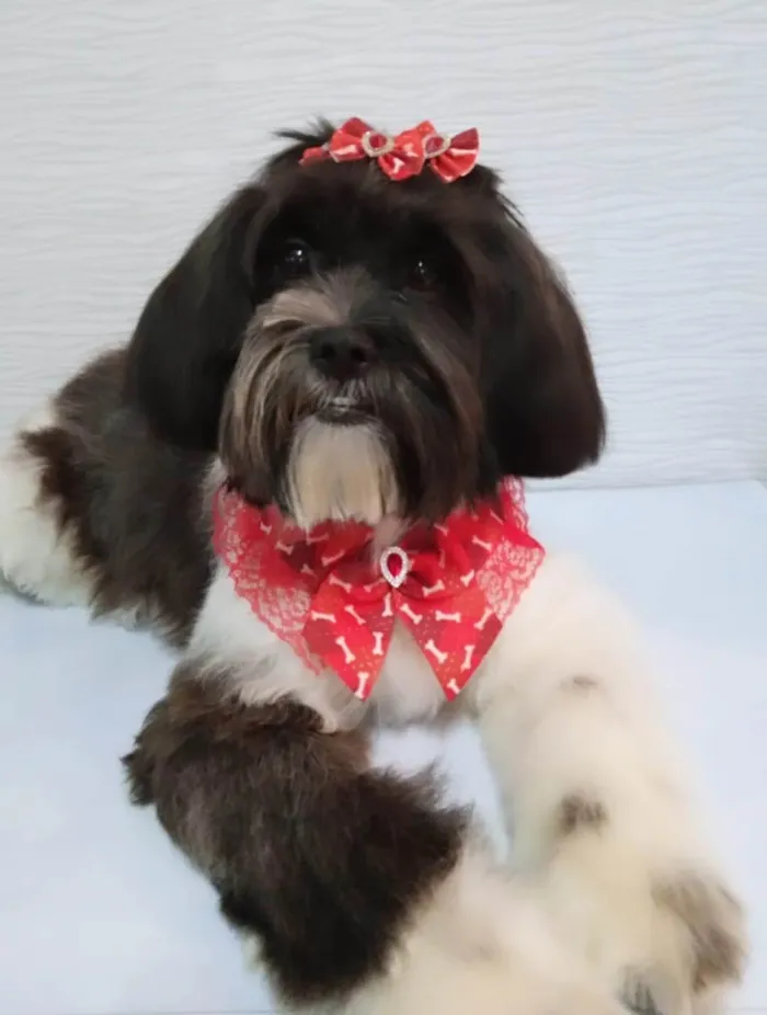 Cachorro ra a Shitzu idade 7 a 11 meses nome MELANIE 