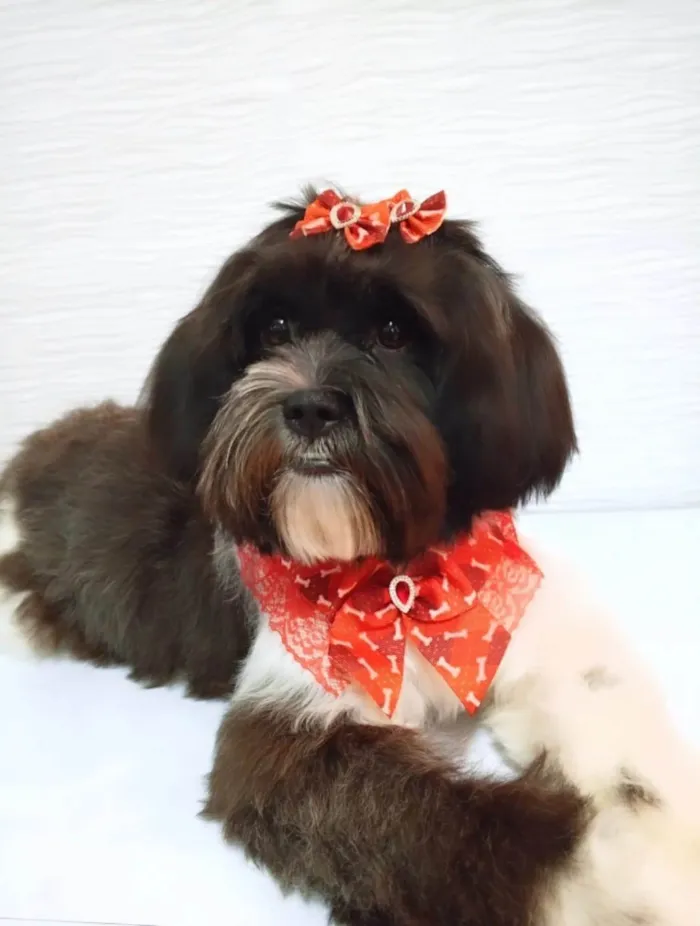 Cachorro ra a Shitzu idade 7 a 11 meses nome MELANIE 