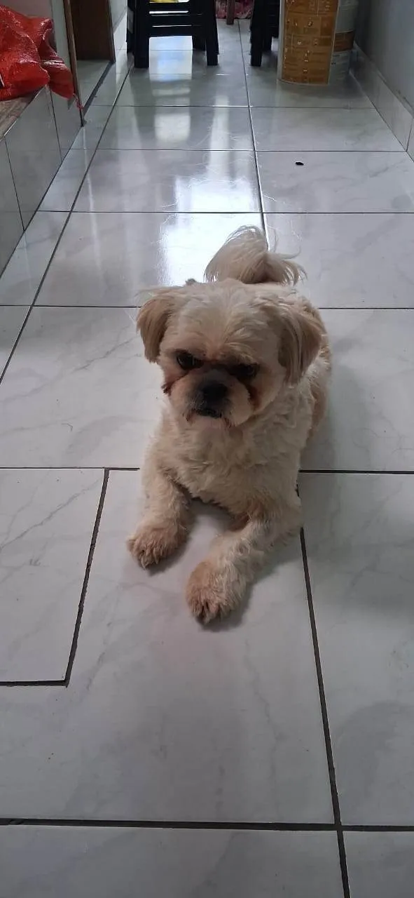 Cachorro ra a SRD-ViraLata idade 4 anos nome BETO