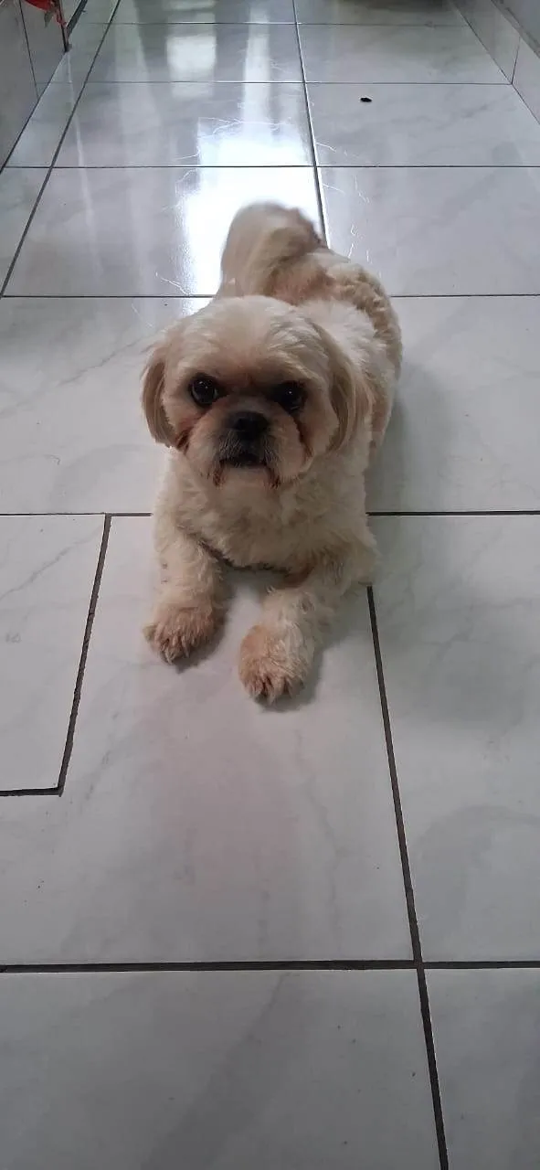 Cachorro ra a SRD-ViraLata idade 4 anos nome BETO