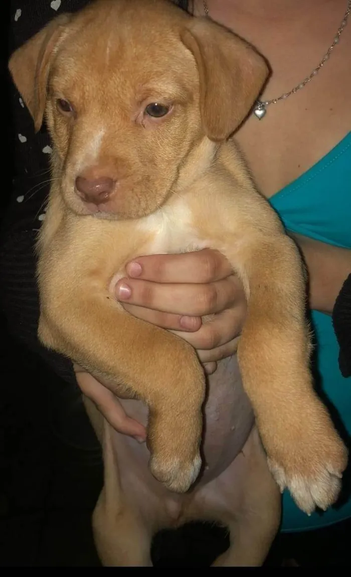 Cachorro ra a SRD-ViraLata idade 2 a 6 meses nome BEBÊ