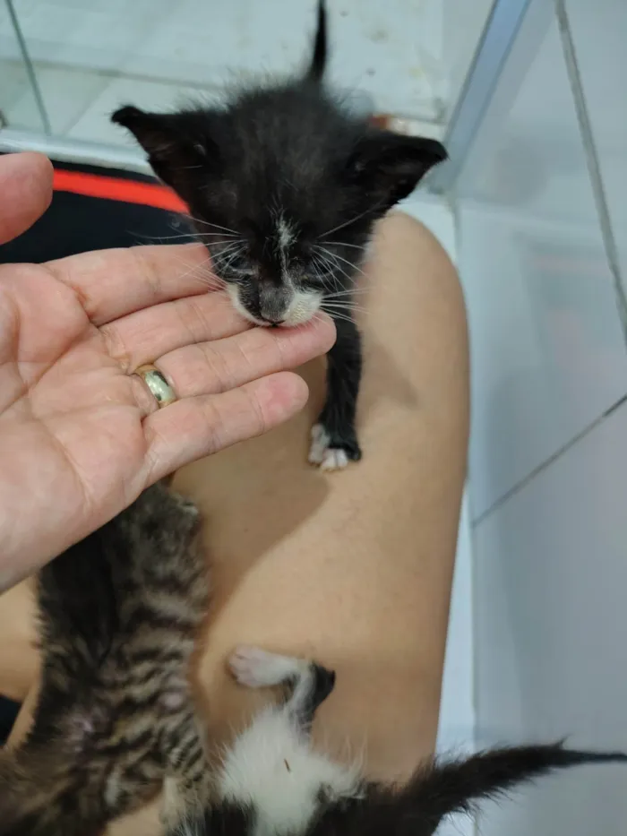 Gato ra a SRD-ViraLata idade Abaixo de 2 meses nome Pretinho