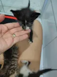 Pretinho
