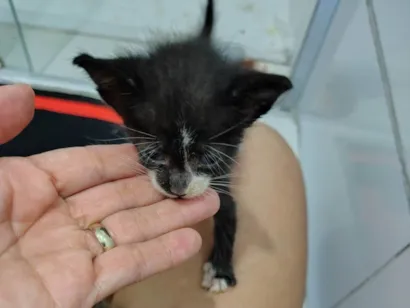 Gato raça SRD-ViraLata idade Abaixo de 2 meses nome Pretinho