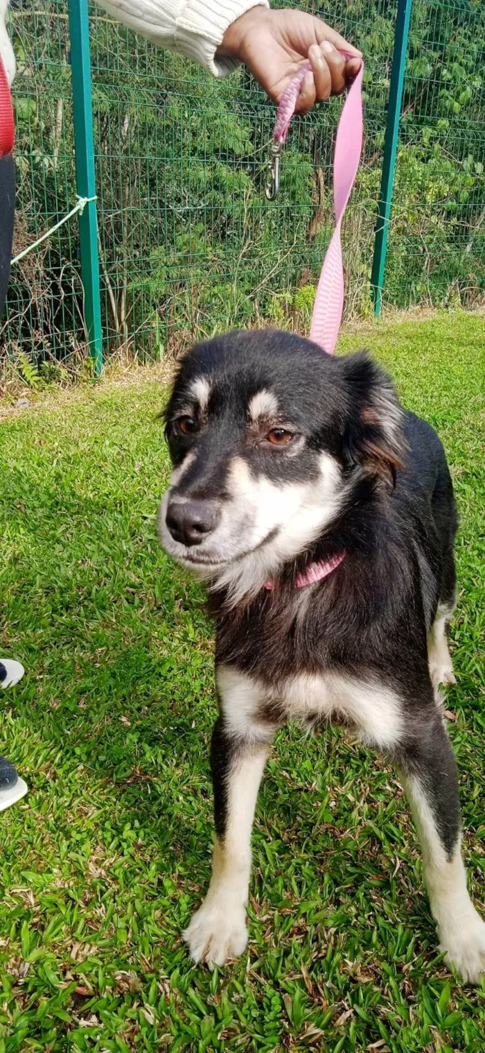 Cachorro ra a SRD-ViraLata idade 1 ano nome Maria- Flôr