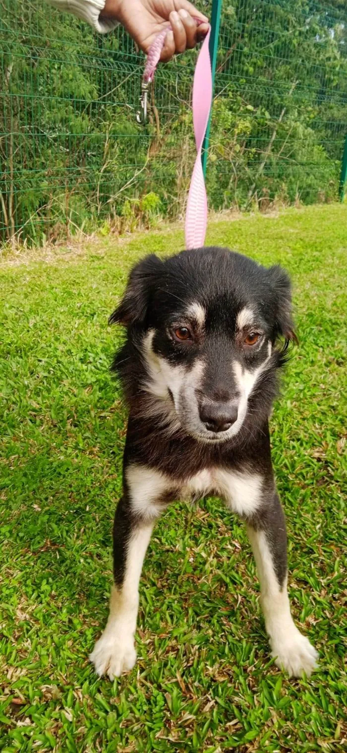 Cachorro ra a SRD-ViraLata idade 1 ano nome Maria- Flôr