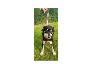 Cachorro raça SRD-ViraLata idade 1 ano nome Maria- Flôr