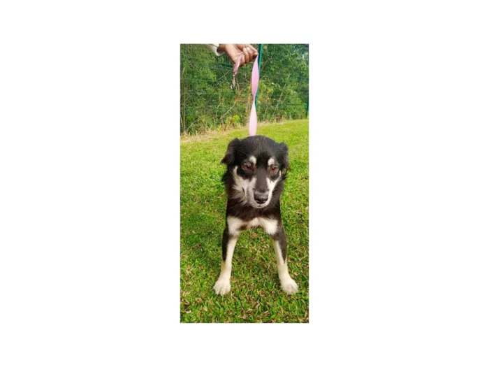 Cachorro ra a SRD-ViraLata idade 1 ano nome Maria- Flôr