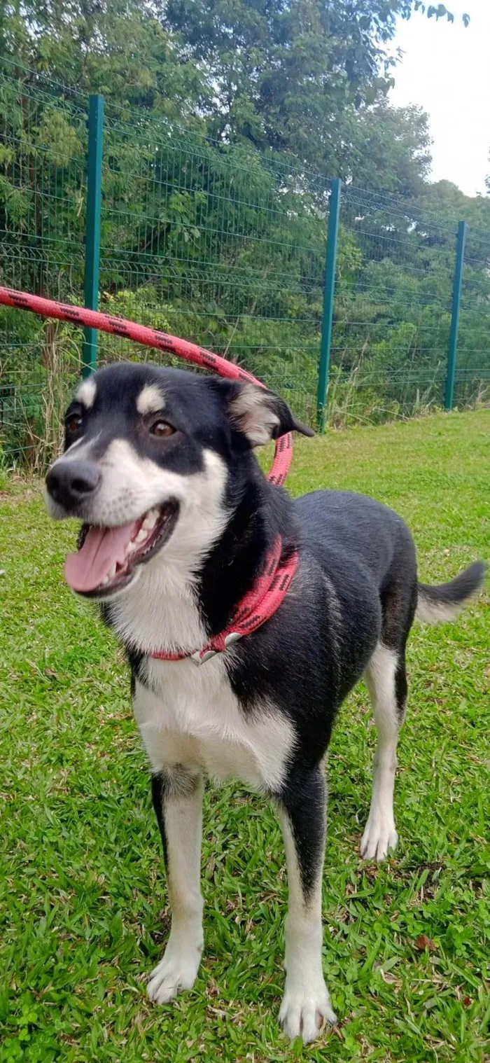 Cachorro ra a SRD-ViraLata idade 1 ano nome JOÃO