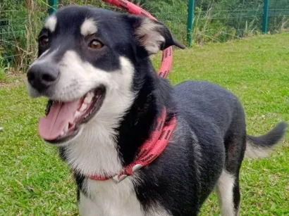 Cachorro raça SRD-ViraLata idade 1 ano nome JOÃO