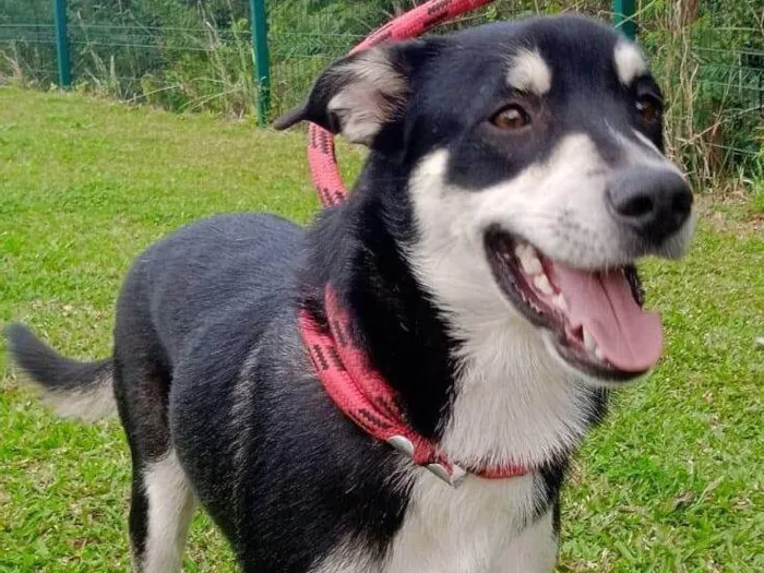 Cachorro ra a SRD-ViraLata idade 1 ano nome JOÃO