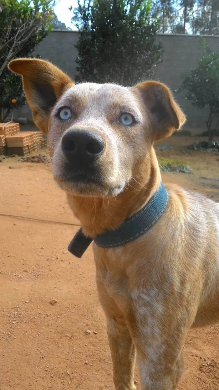 Cachorro ra a SRD-ViraLata idade 6 ou mais anos nome Luke