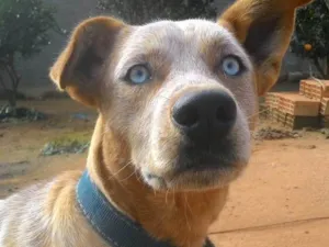 Cachorro raça SRD-ViraLata idade 6 ou mais anos nome Luke