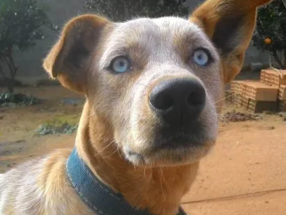 Cachorro raça SRD-ViraLata idade 6 ou mais anos nome Luke