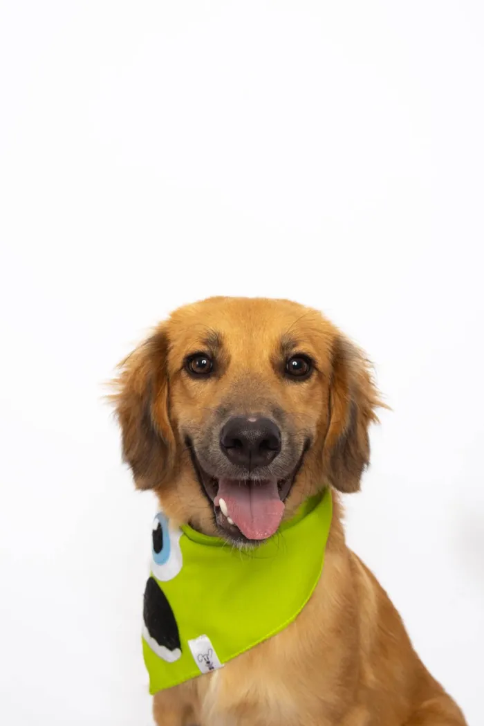 Cachorro ra a SRD-ViraLata idade 1 ano nome Pedrinho