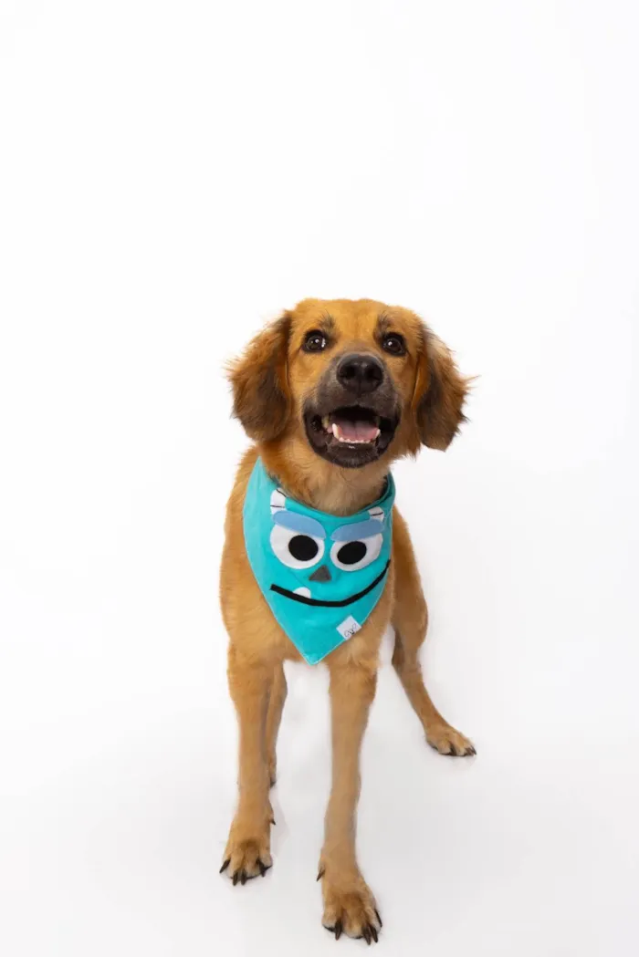 Cachorro ra a SRD-ViraLata idade 1 ano nome Pedrinho