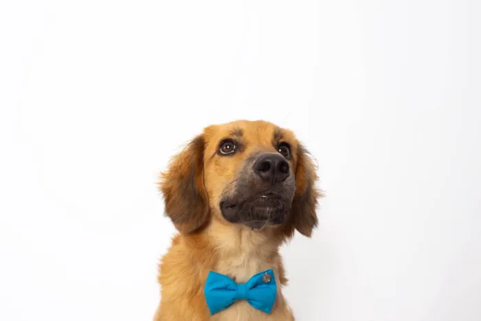 Cachorro ra a SRD-ViraLata idade 1 ano nome Pedrinho