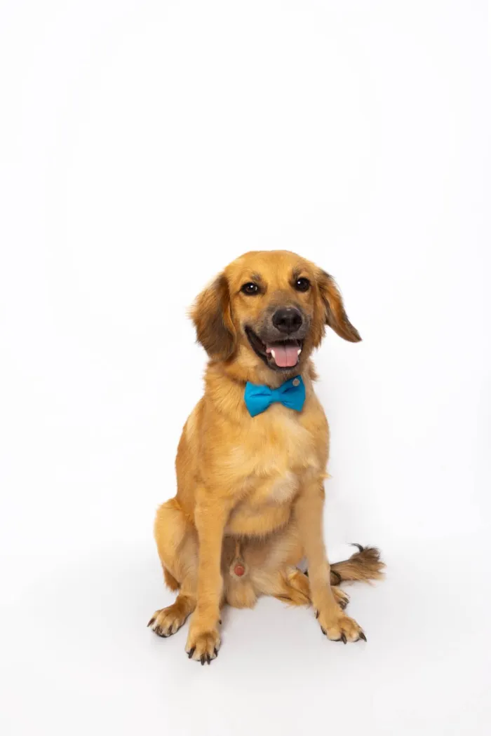 Cachorro ra a SRD-ViraLata idade 1 ano nome Pedrinho