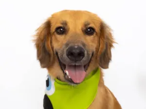 Cachorro raça SRD-ViraLata idade 1 ano nome Pedrinho