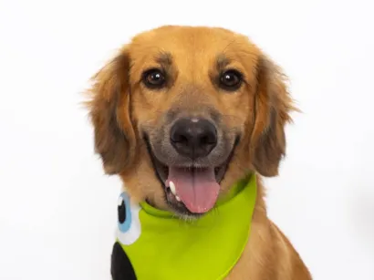 Cachorro raça SRD-ViraLata idade 1 ano nome Pedrinho