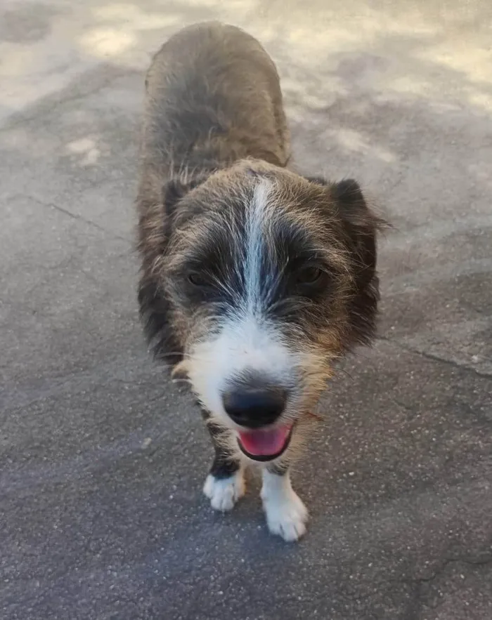 Cachorro ra a SRD-ViraLata idade 7 a 11 meses nome Zeca