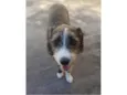 Zeca