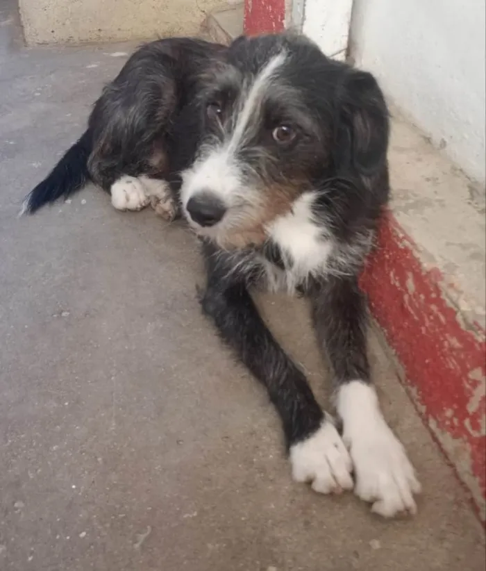 Cachorro ra a SRD-ViraLata idade 7 a 11 meses nome Zeca