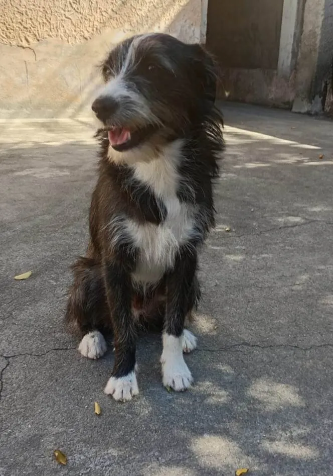 Cachorro ra a SRD-ViraLata idade 7 a 11 meses nome Zeca