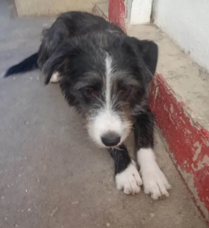 Cachorro ra a SRD-ViraLata idade 7 a 11 meses nome Zeca