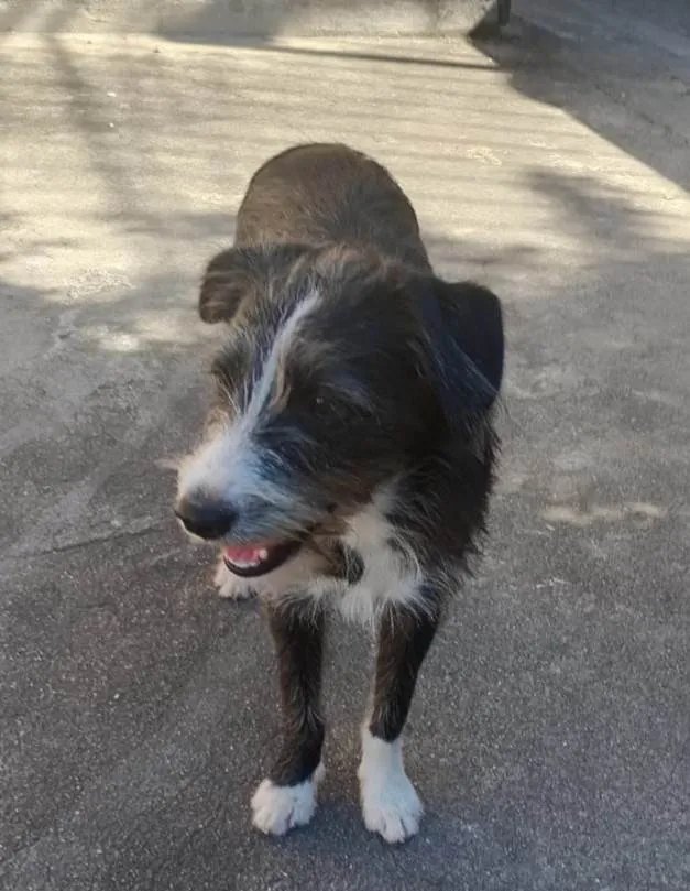 Cachorro ra a SRD-ViraLata idade 7 a 11 meses nome Zeca