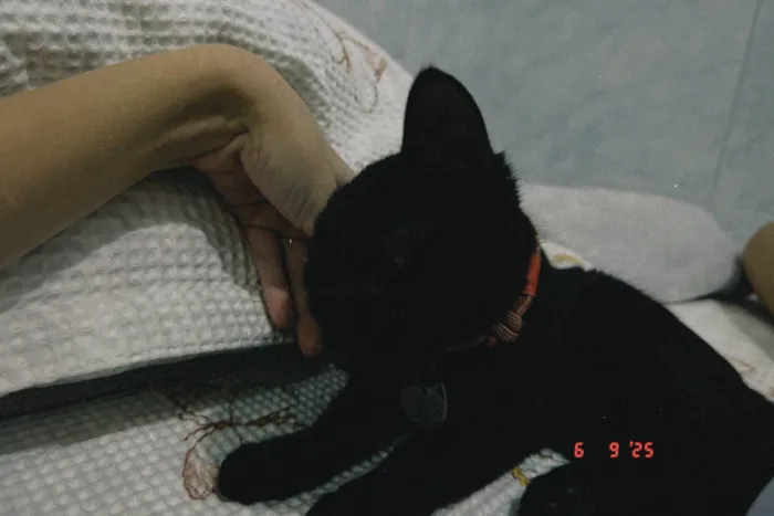 Gato ra a SRD-ViraLata idade 2 a 6 meses nome Curisco
