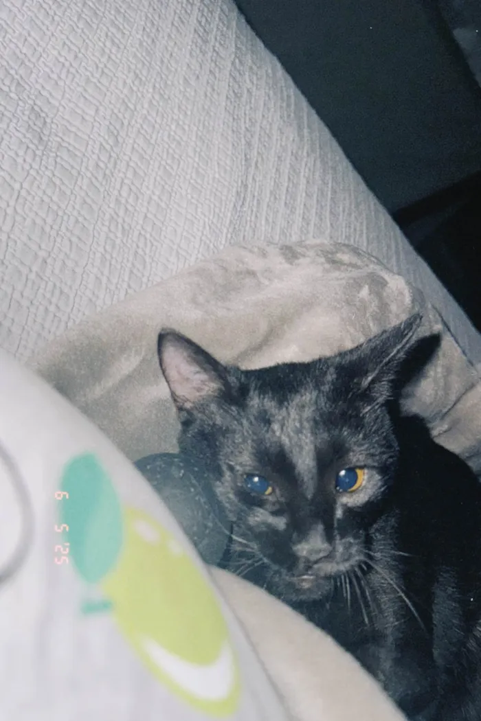 Gato ra a SRD-ViraLata idade 2 a 6 meses nome Curisco