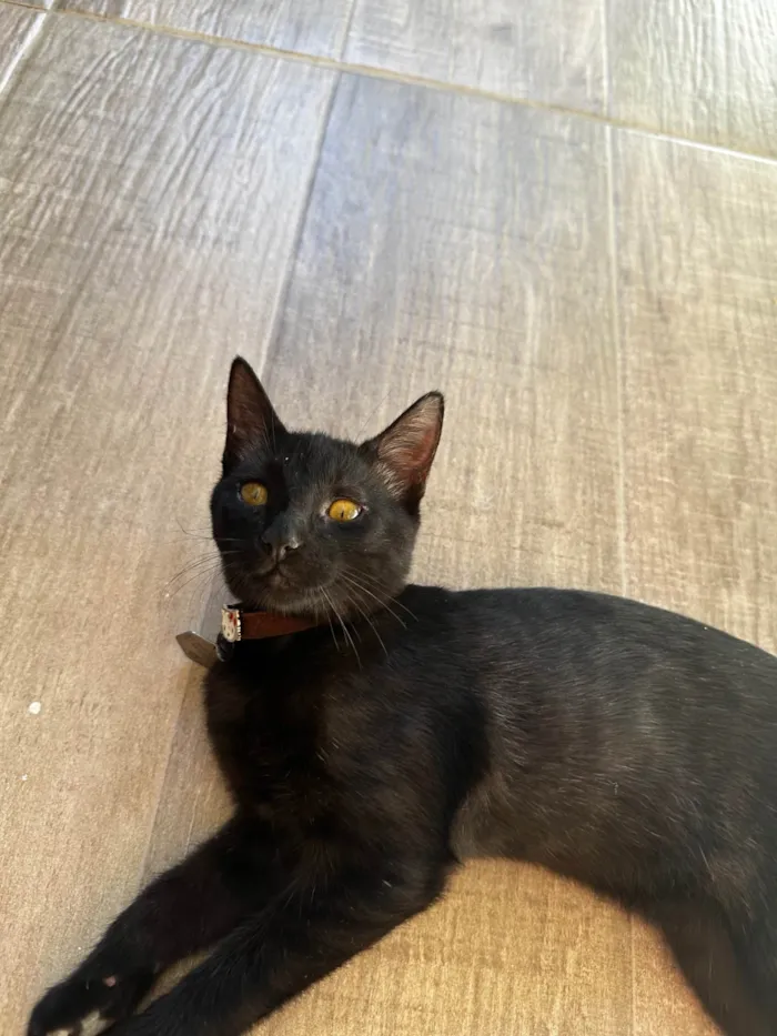 Gato ra a SRD-ViraLata idade 2 a 6 meses nome Curisco
