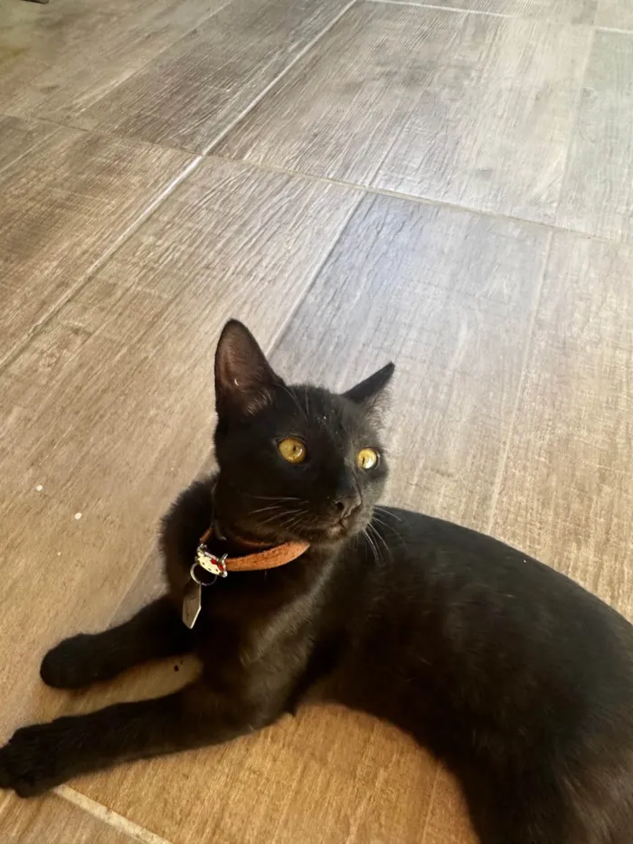 Gato ra a SRD-ViraLata idade 2 a 6 meses nome Curisco