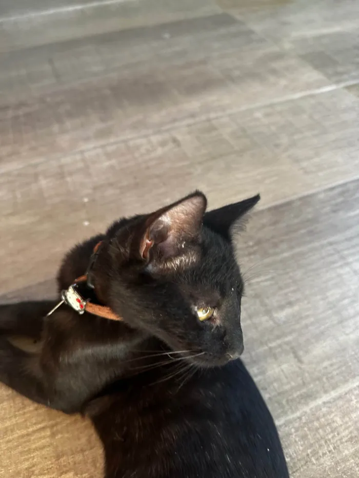 Gato ra a SRD-ViraLata idade 2 a 6 meses nome Curisco
