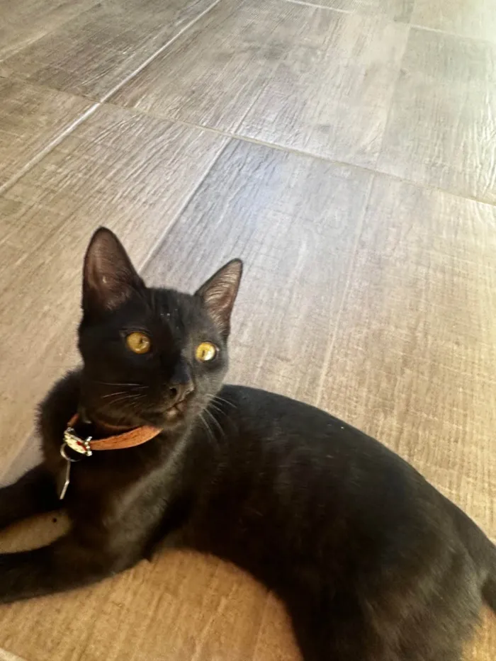 Gato ra a SRD-ViraLata idade 2 a 6 meses nome Curisco