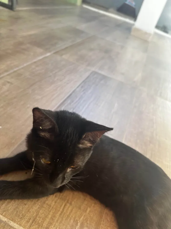 Gato ra a SRD-ViraLata idade 2 a 6 meses nome Curisco