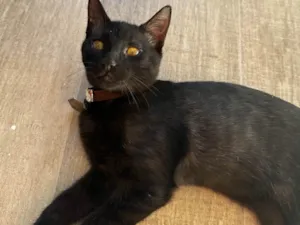 Gato raça SRD-ViraLata idade 2 a 6 meses nome Curisco