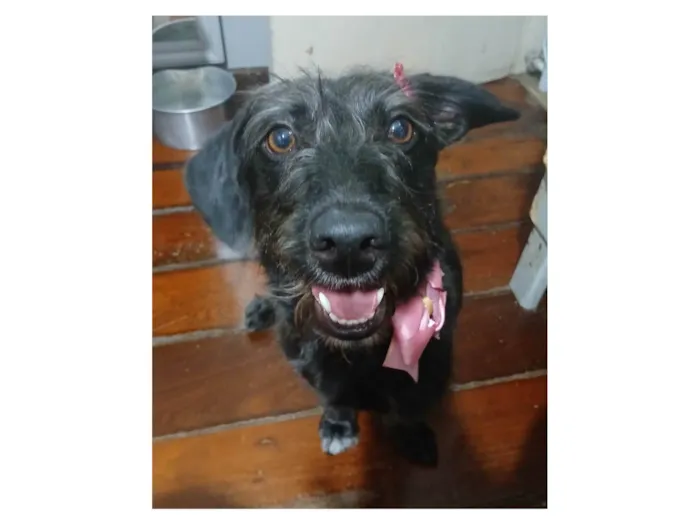 Cachorro ra a SRD-ViraLata idade 1 ano nome Cacau